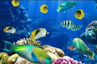 一线吃瓜娱乐圈by海底,海底视角下的“一线吃瓜”众生相